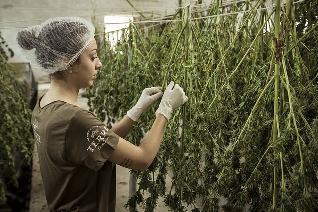 Les différences entre le CBD dérivé du chanvre et le CBD dérivé du cannabis en termes de réglementation
